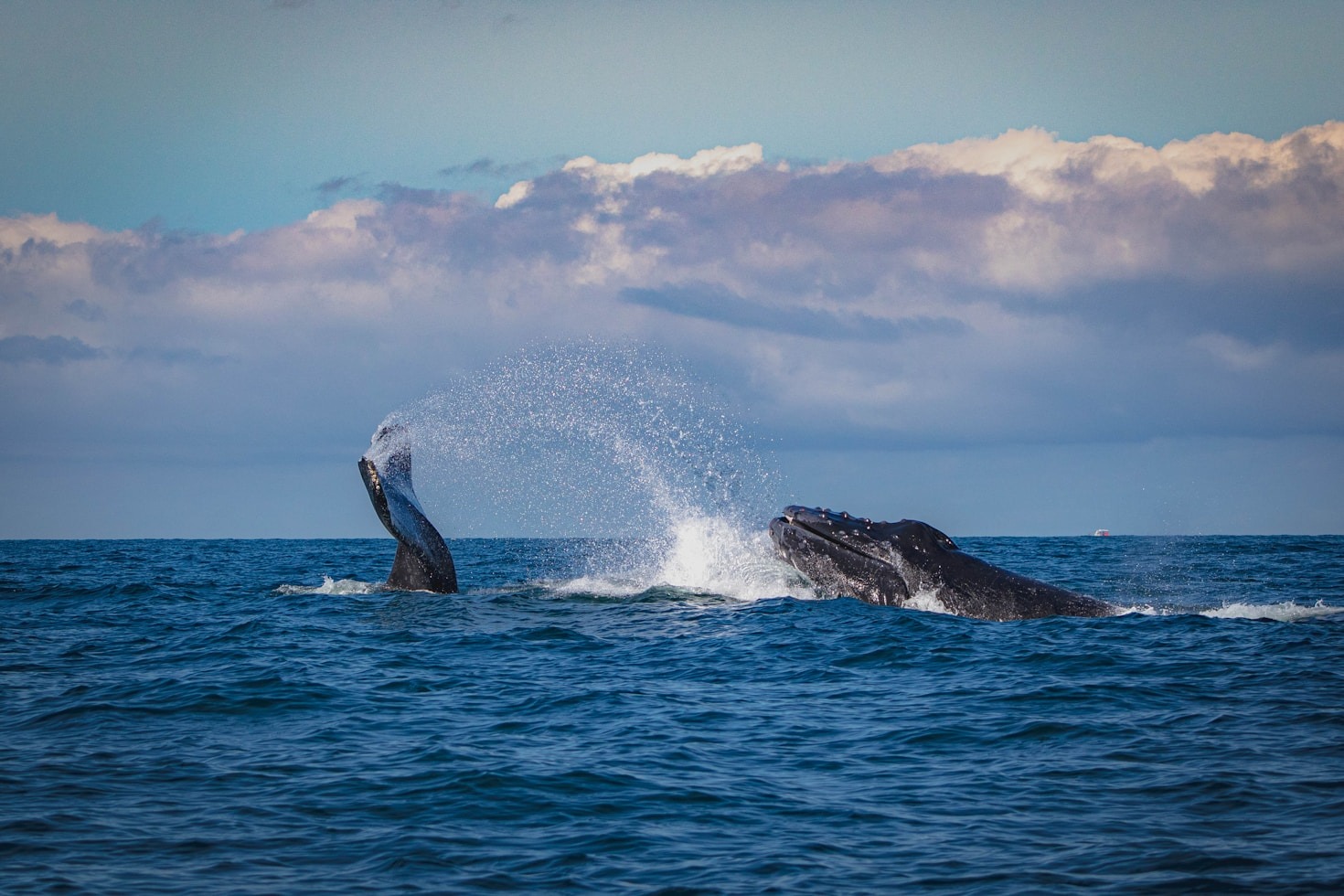 Consejos para explorar la naturaleza en Vallarta